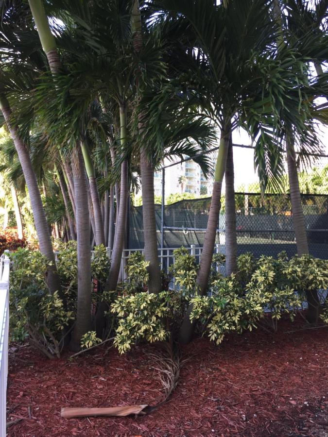 Disfruta Sunny Isles Ocean 1206 Str-02816 Leilighet Miami Beach Eksteriør bilde